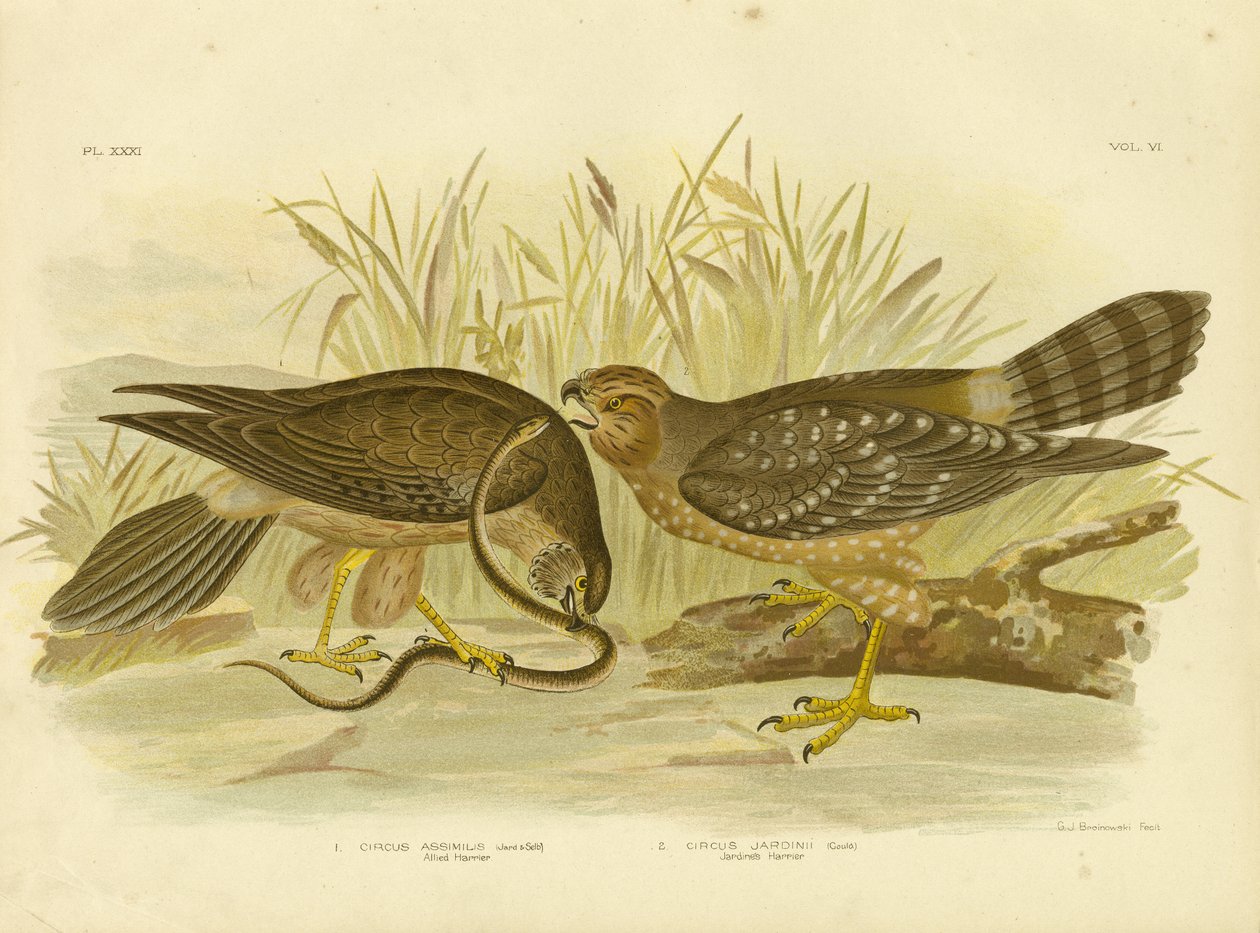 Geallieerde Harrier of Gevlekte Harrier, 1891 door Gracius Broinowski