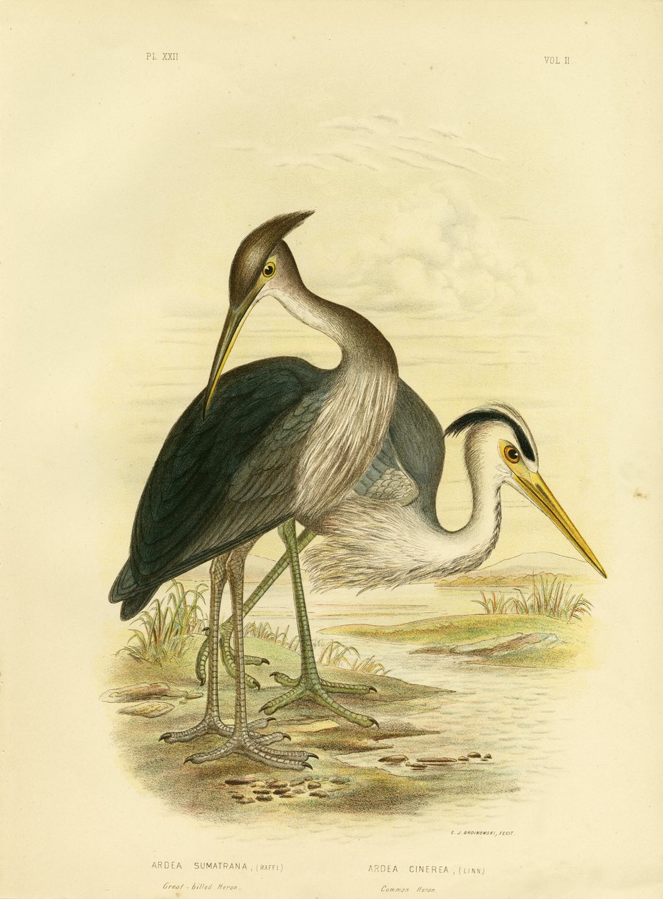 Grootbekreiger of Donkergrijze Reiger, 1891 door Gracius Broinowski