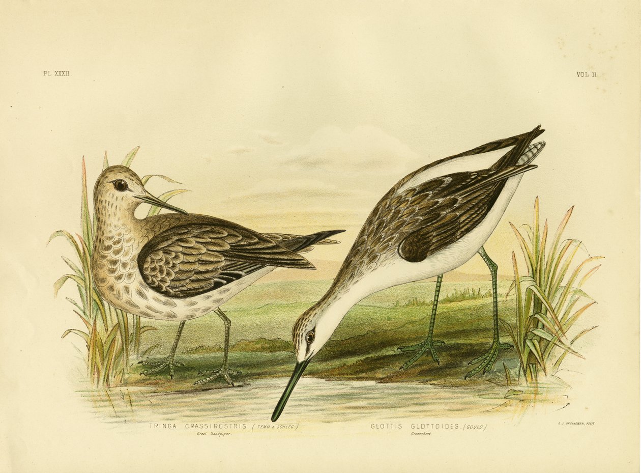 Grote Strandloper, 1891 door Gracius Broinowski