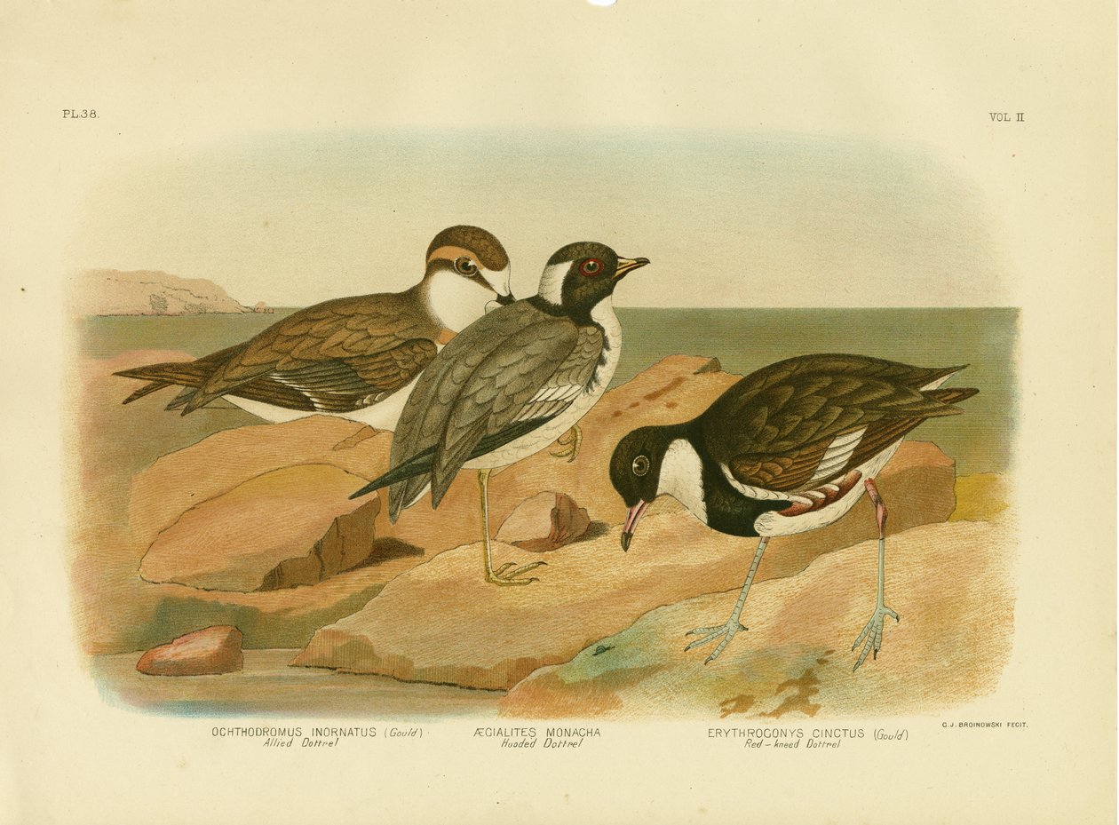 Kapdotterel, 1891 door Gracius Broinowski