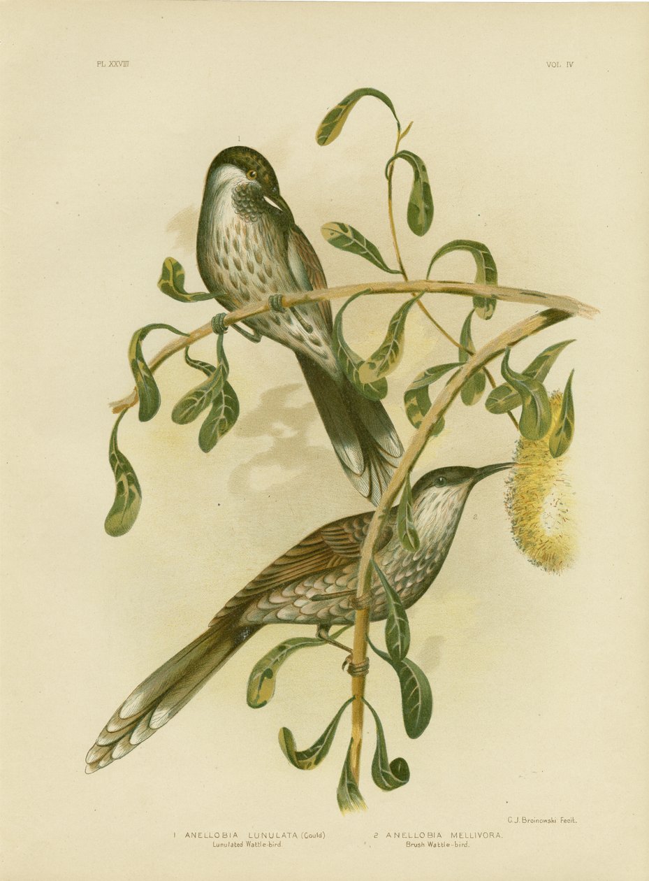 Lumulated Wattlebird of Kleine Wattlebird, 1891 door Gracius Broinowski
