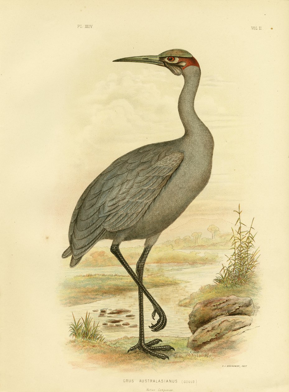Inheemse Metgezel of Brolga, 1891 door Gracius Broinowski