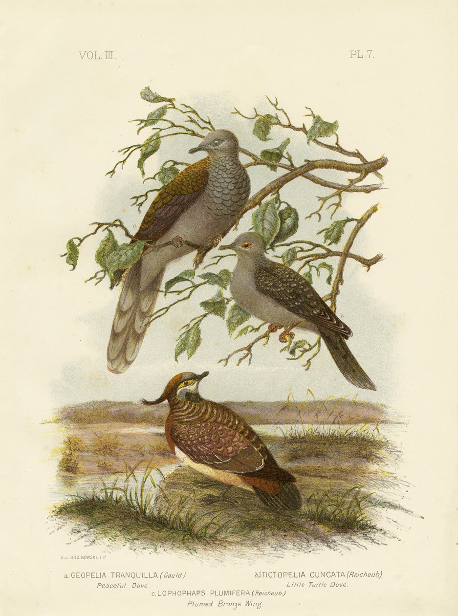 Vredesduif, 1891 door Gracius Broinowski