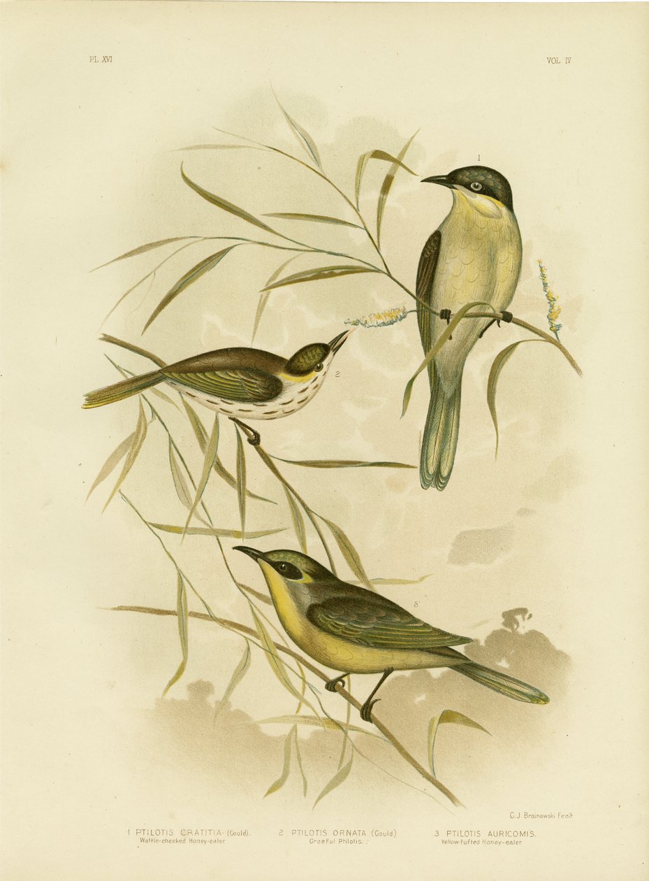 Wattle-Wang Honingeter of Paars-Gegapte Honingeter, 1891 door Gracius Broinowski