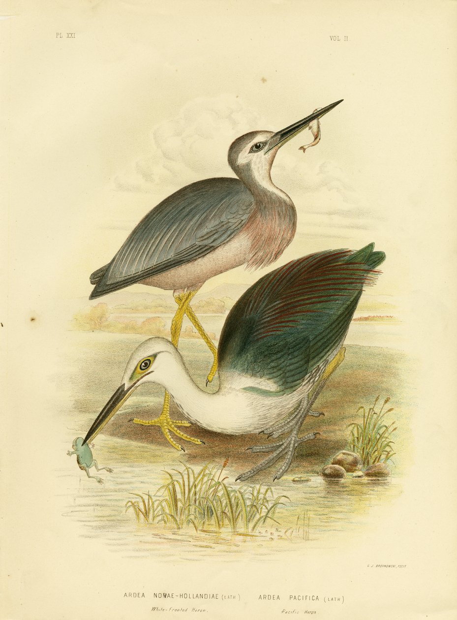 Witwangreiger, 1891 door Gracius Broinowski