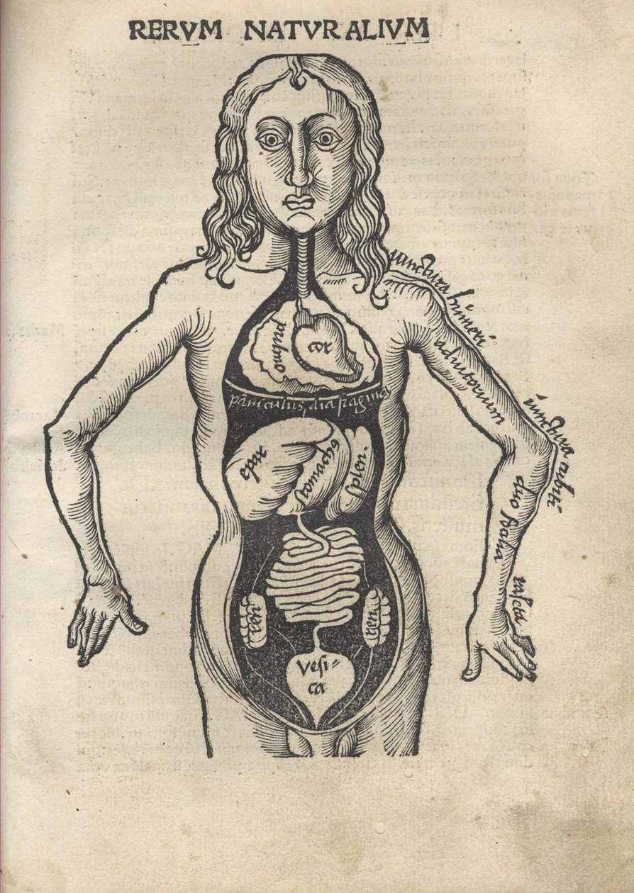 Margarita Philosophica. Anatomie door Gregor Reisch
