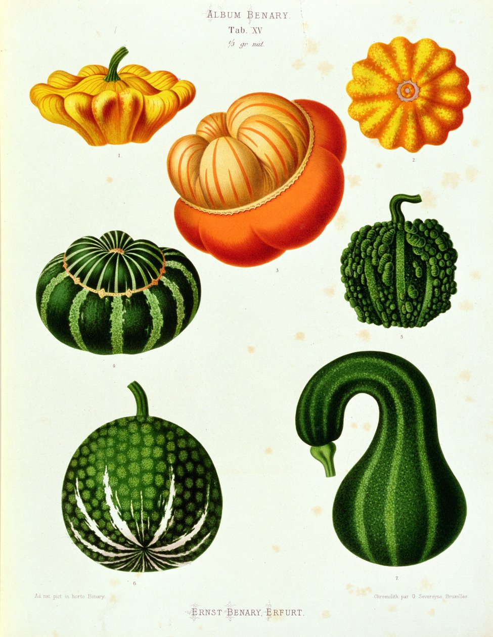 Courgettes: uit het "Album Benary" Tab. XV door Guillaume Severeyns