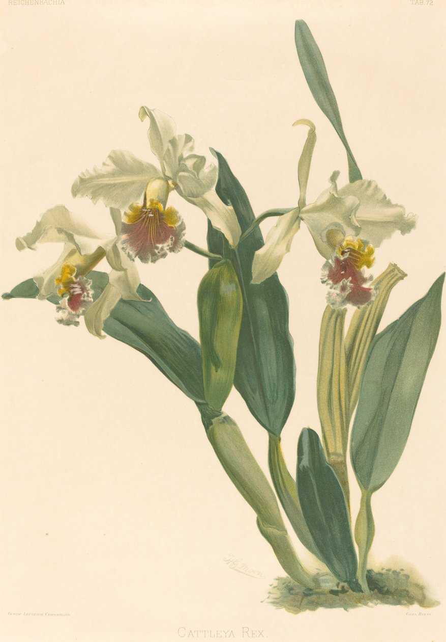 Cattleya Rex door Gustav Leutzsch after Henry George Moon