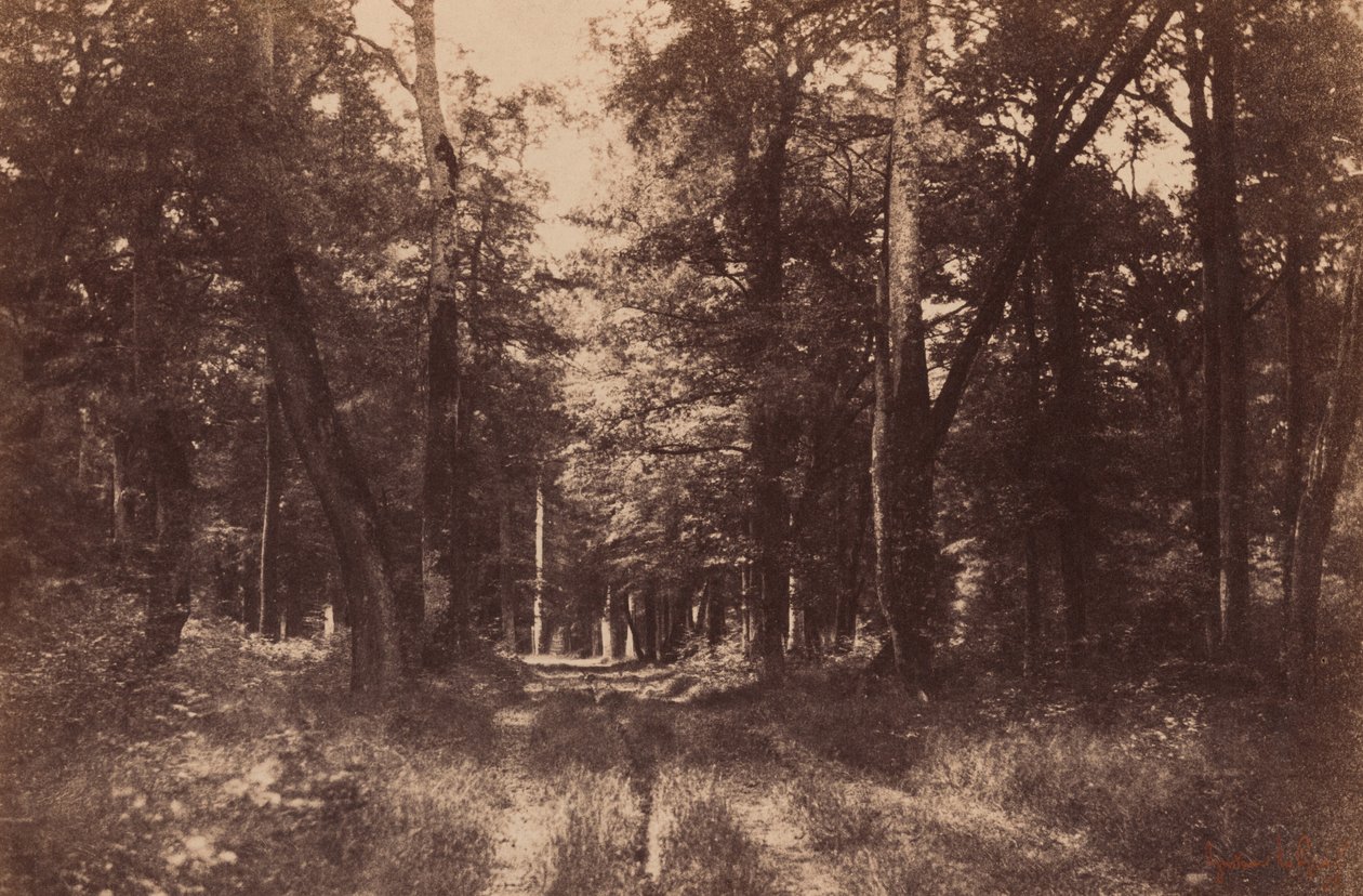 Bas-Breau, Bos van Fontainebleau,1852 (foto) door Gustave Le Gray