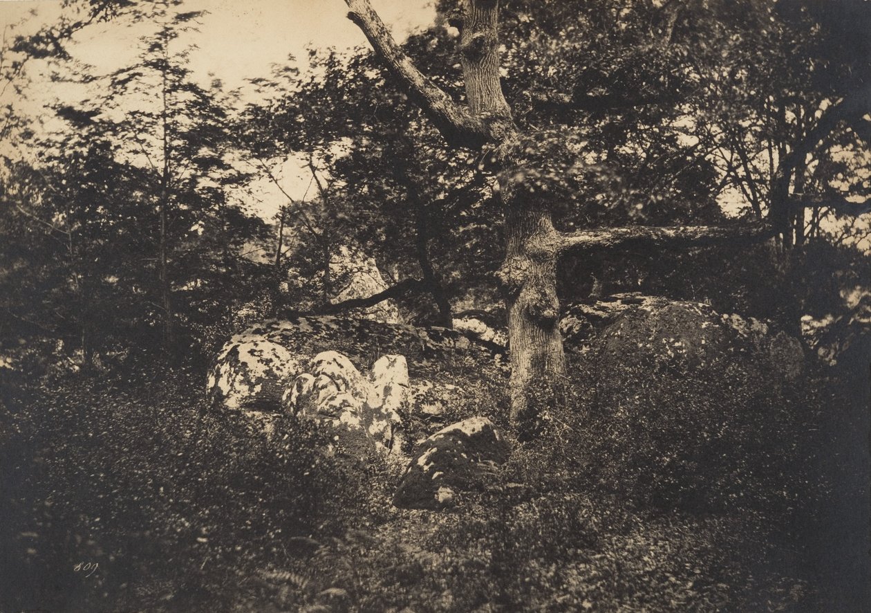 Eik in de rotsen bij Fontainebleau, 1849-52 door Gustave Le Gray