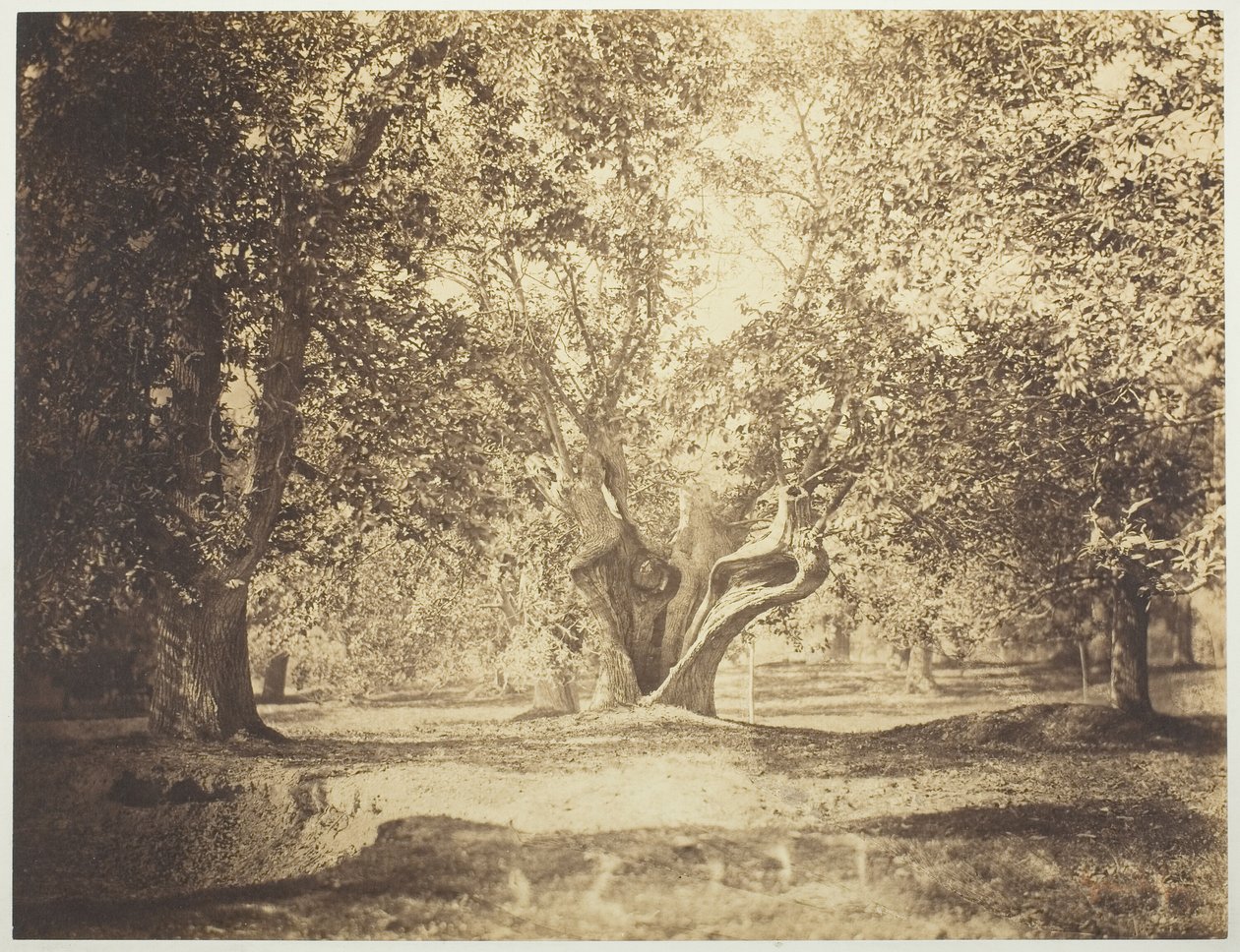 Boom, bos van Fontainebleau door Gustave Le Gray