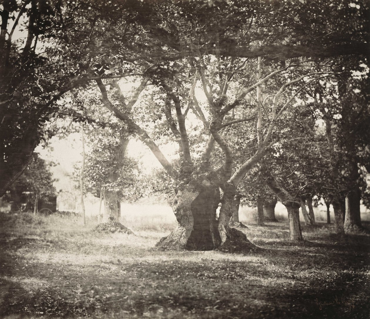 Boom, bos van Fontainebleau door Gustave Le Gray