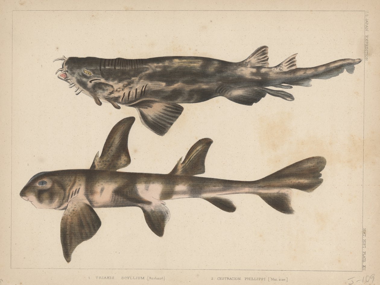 1. Triakis Scyllium, 2. Cestracion Phillippi, 1855 door H. Patterson