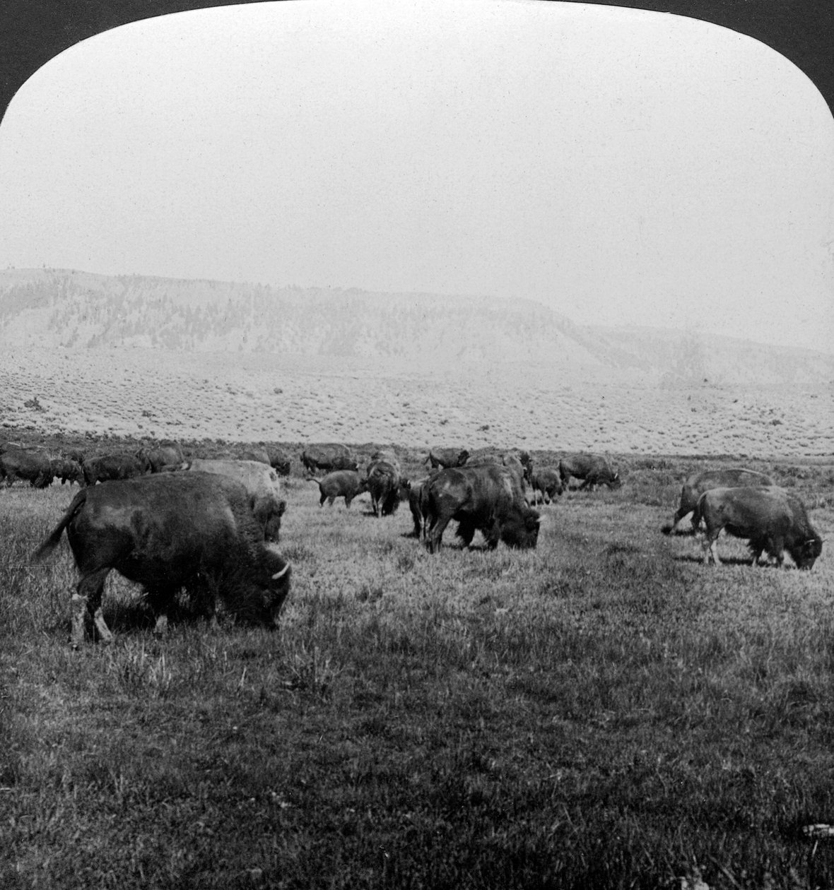 Buffel, Yellowstone National Park, VS door H. C. White