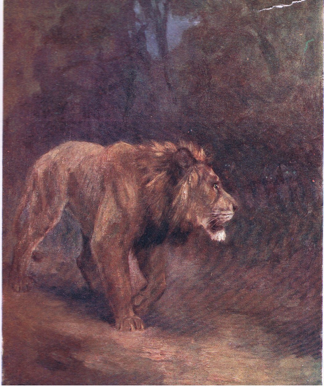 Een leeuw in het Afrikaanse bos door H. Dixon