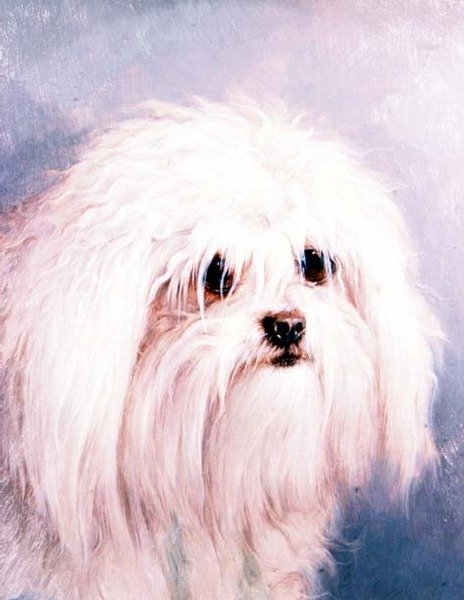 Maltese Terrier door H. Morley Park