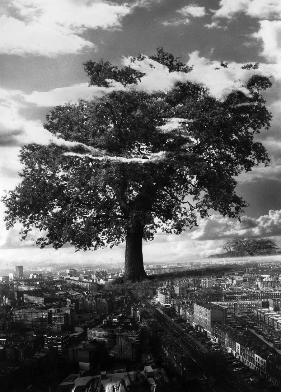 De boom in Islington door Hag Hag