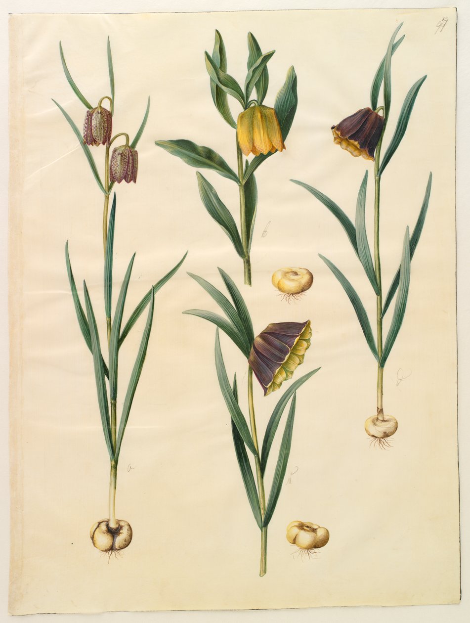Fritillaria meleagris; Fritullaria lutea of Fritullaria latifolia var lutea; Fritillaria pyrenaica door Hans Simon Holtzbecker