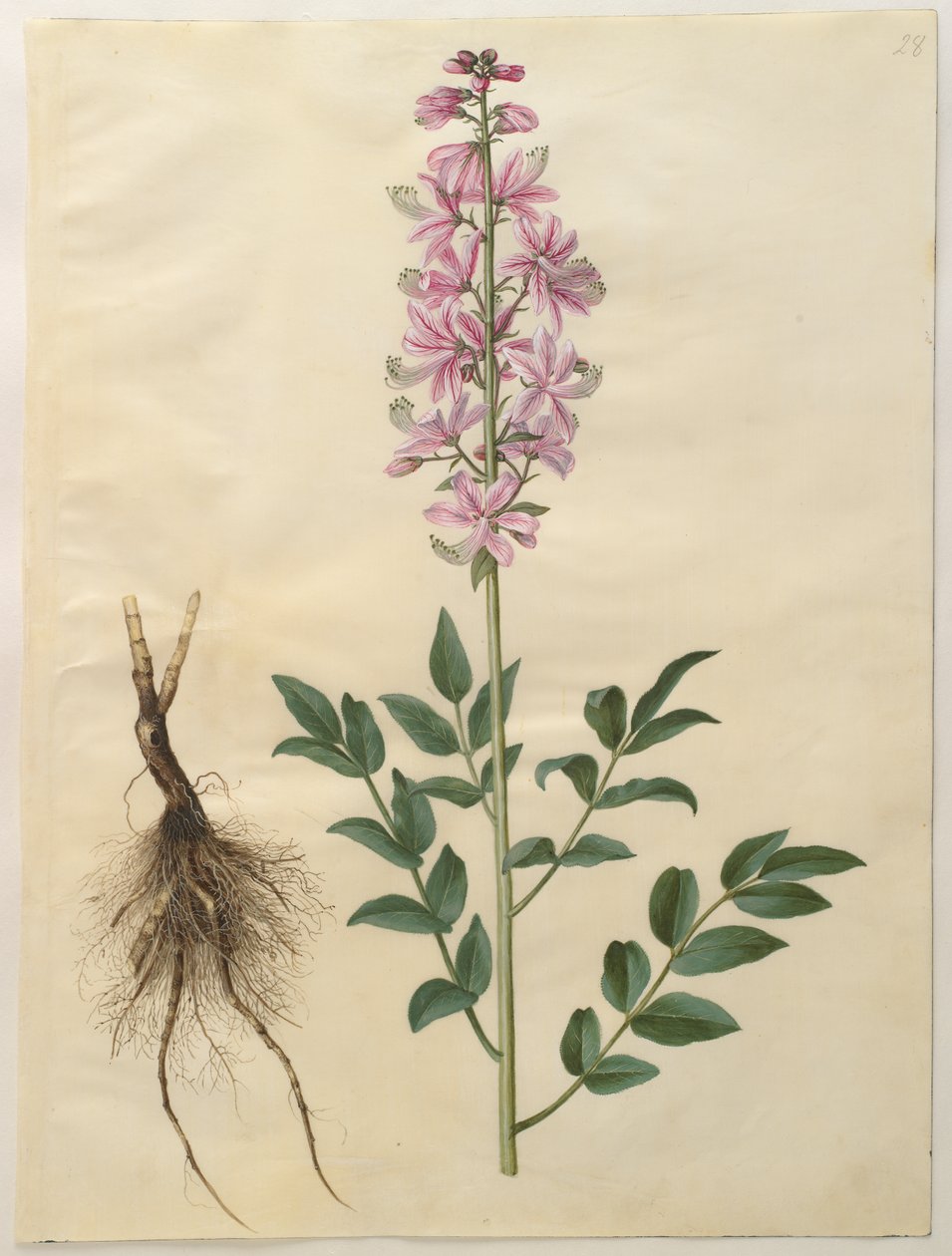 Dictamnus albus door Hans Simon Holtzbecker
