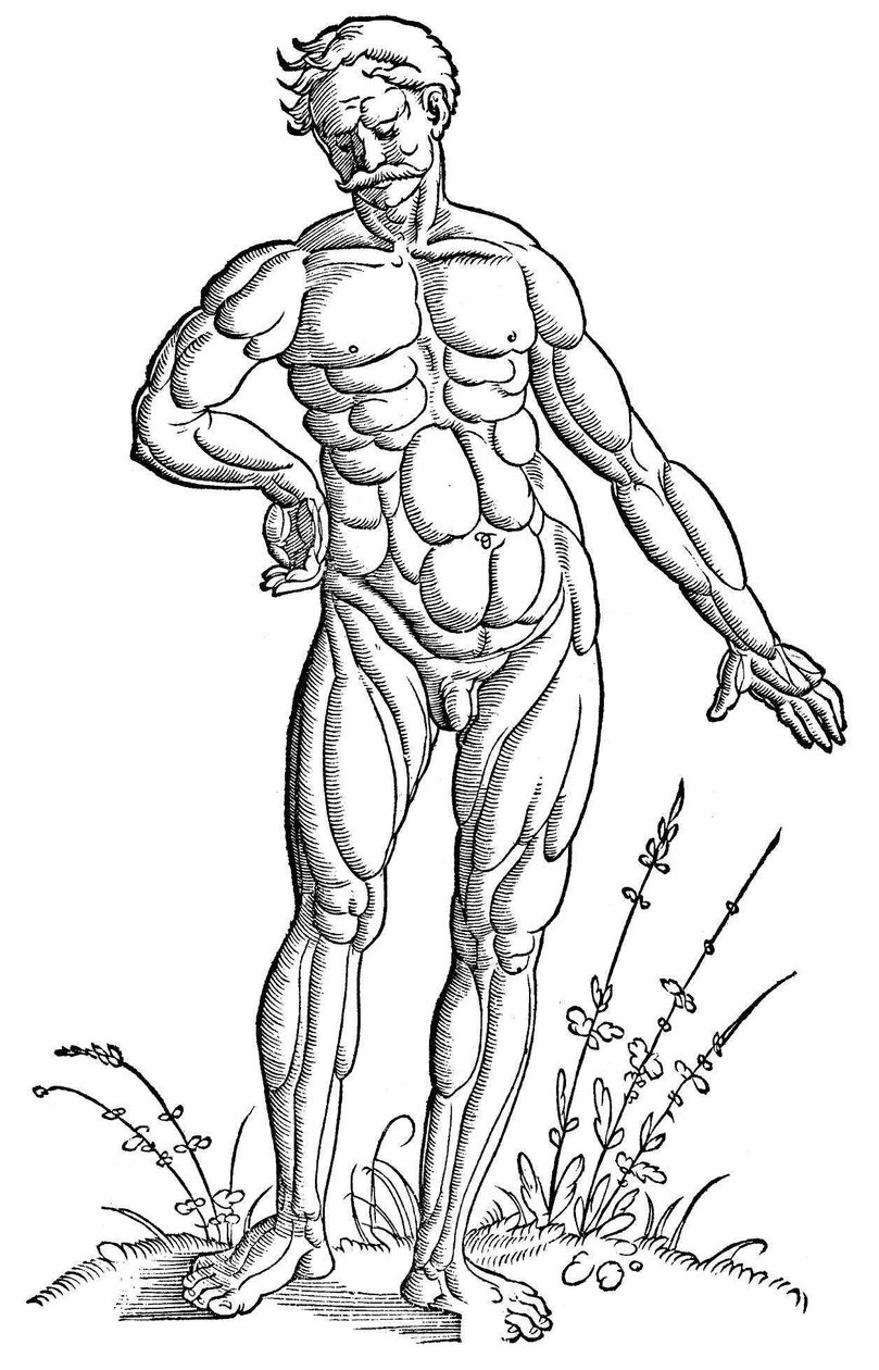 Baldung - Anatomie - Mens door Hans Baldung Grien