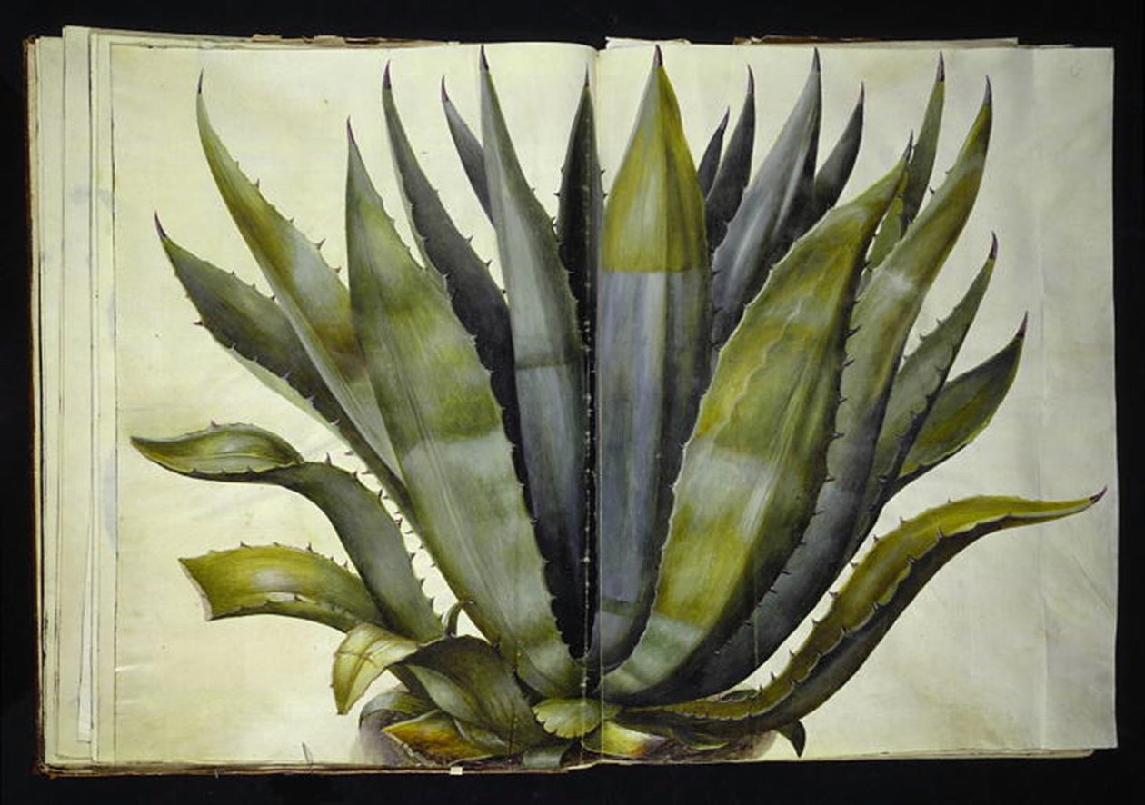 Amerikaanse agave door Hans Simon Holtzbecker