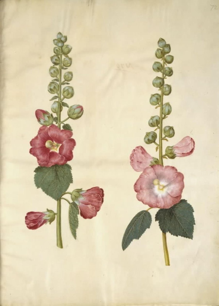Alcea rosea (tuinstokroos) door Hans Simon Holtzbecker