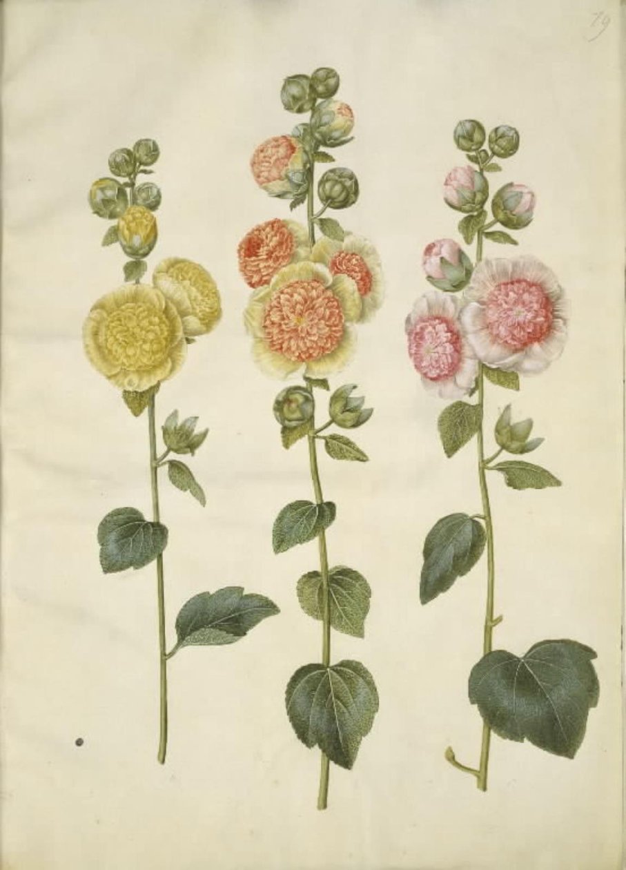 Alcea rosea (tuinstokroos) door Hans Simon Holtzbecker