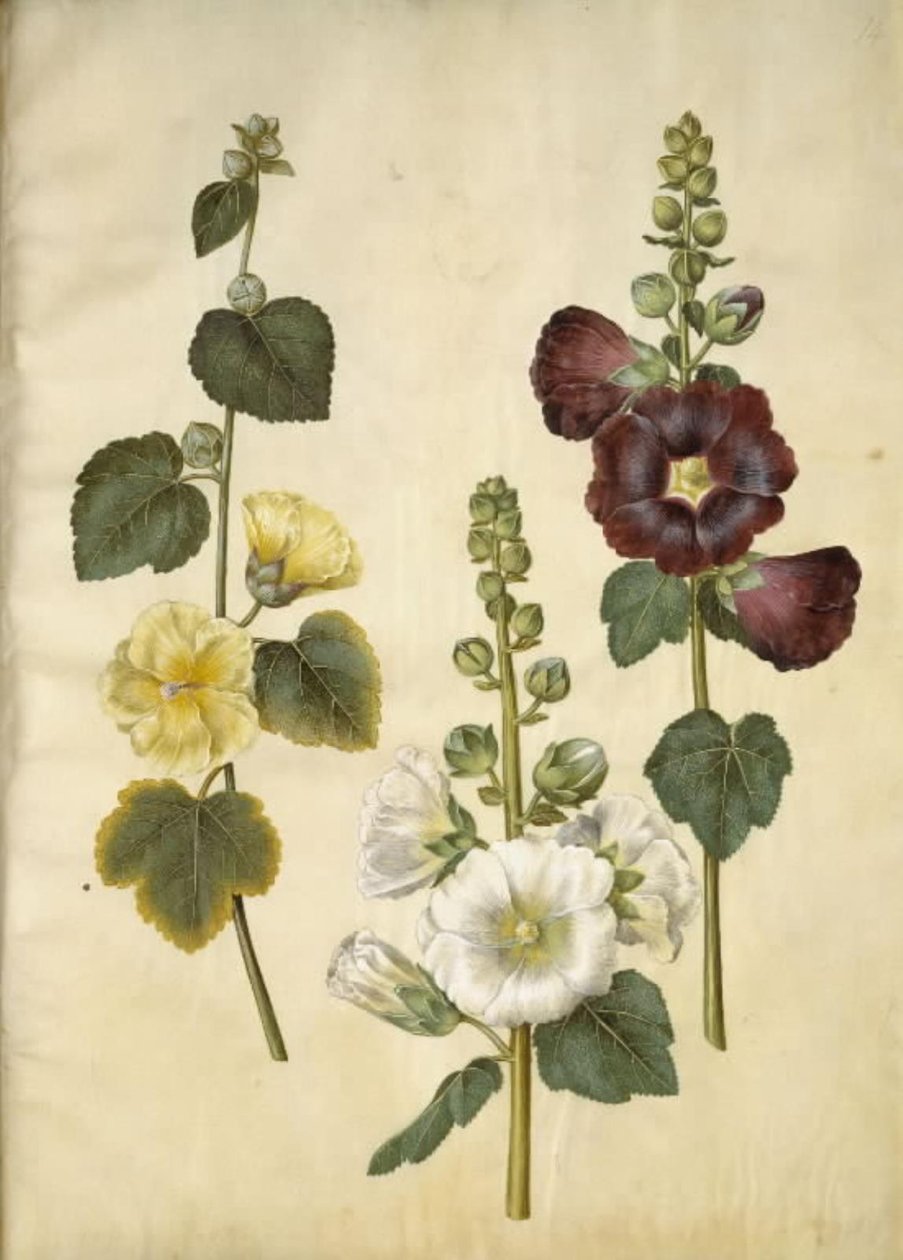 Alcea rosea (tuinstokroos) door Hans Simon Holtzbecker