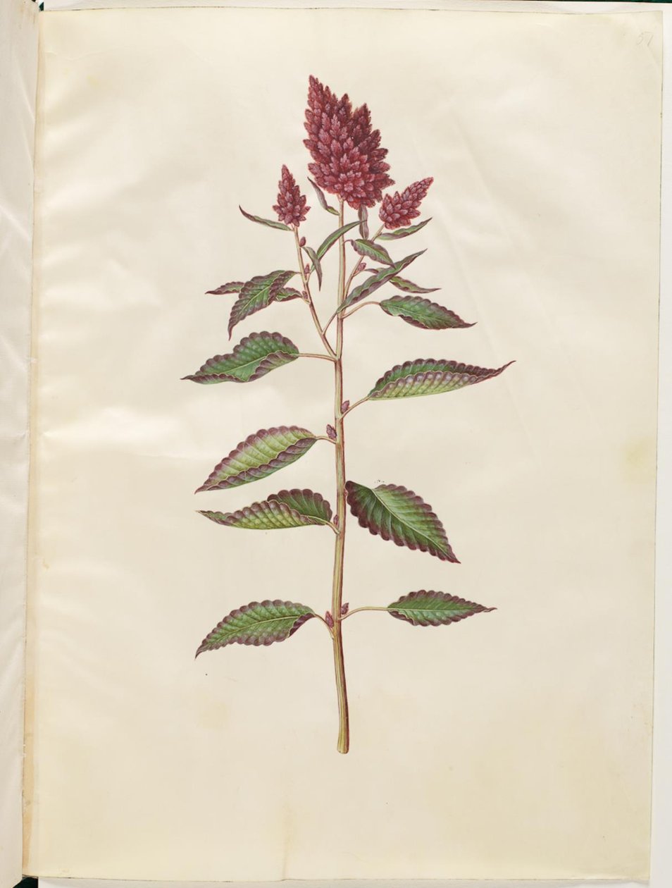 Amaranthus cruentus (rode amarant) door Hans Simon Holtzbecker