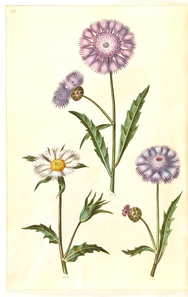 Amberboa moschata (geur-sultan) door Hans Simon Holtzbecker