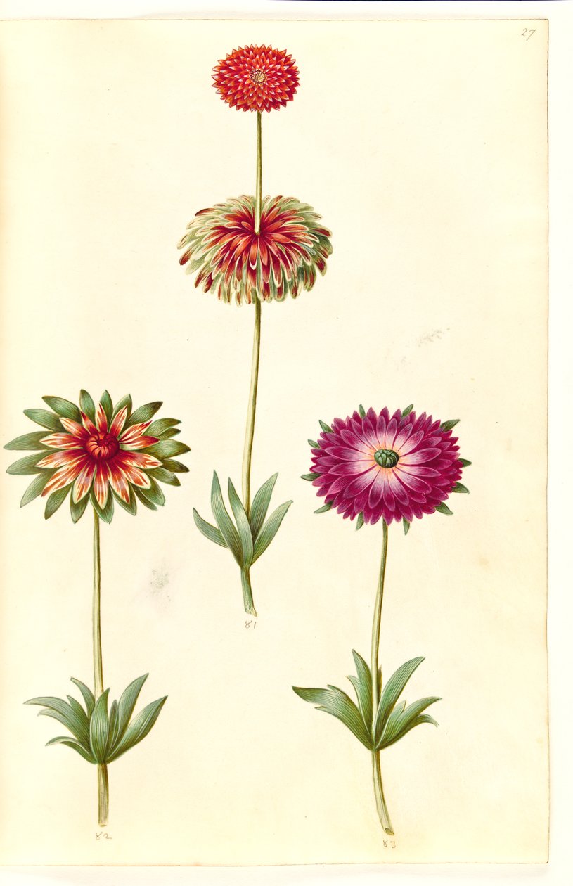 Anemone ×fulgens (glanzende anemoon) door Hans Simon Holtzbecker