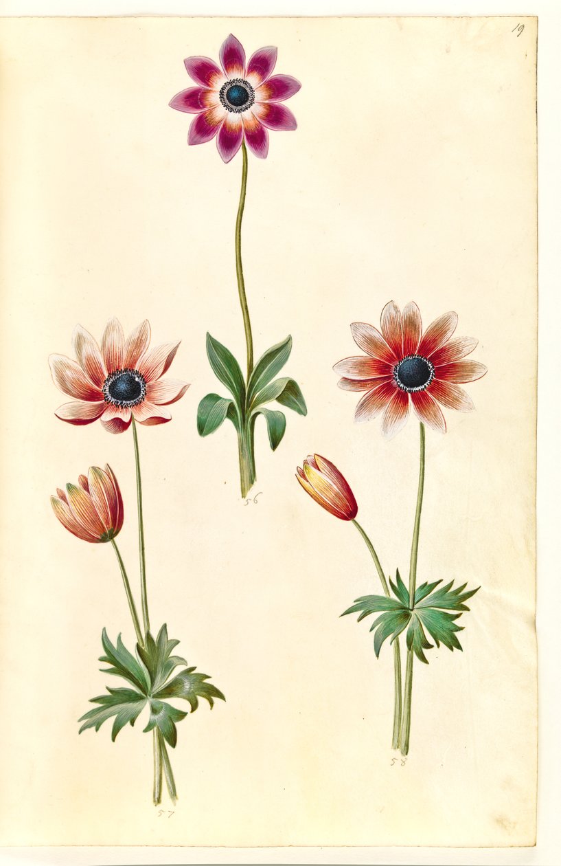 Anemone pavonina (pauw-anemoon) door Hans Simon Holtzbecker