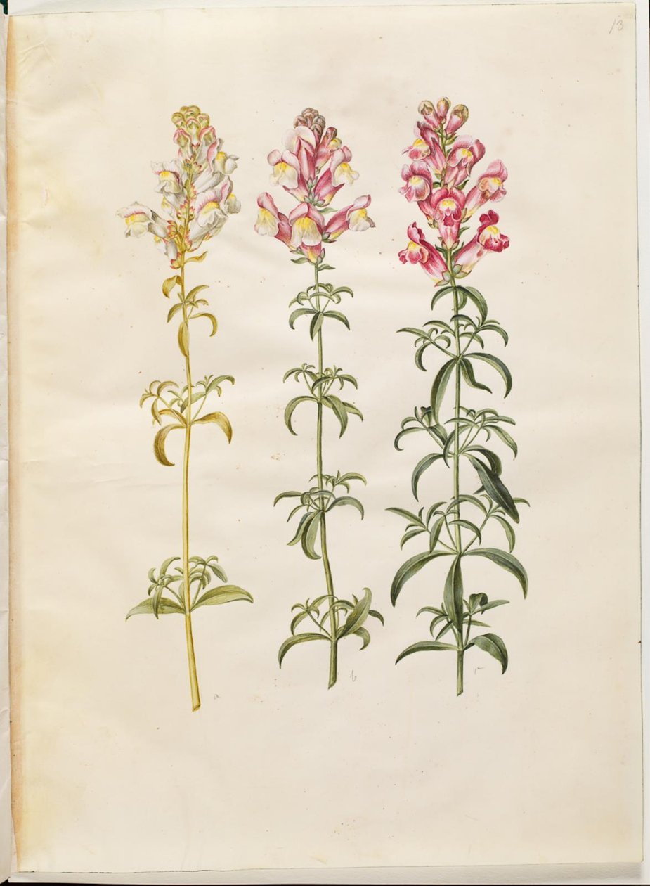 Antirrhinum majus (tuinleeuwenbek) door Hans Simon Holtzbecker