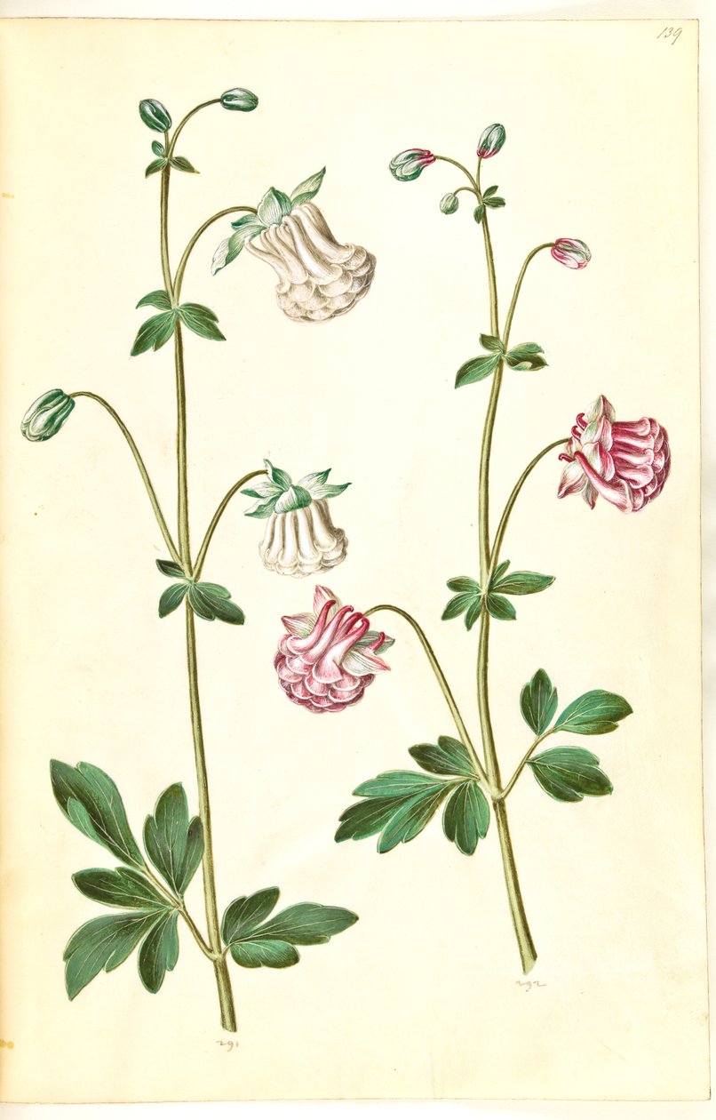 Aquilegia vulgaris (gewone akelei) door Hans Simon Holtzbecker