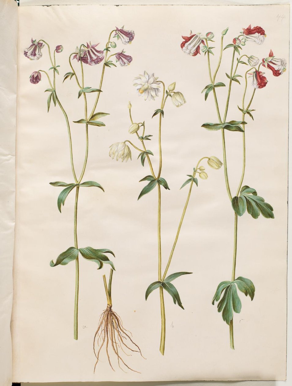 Aquilegia vulgaris (gewone akelei) door Hans Simon Holtzbecker