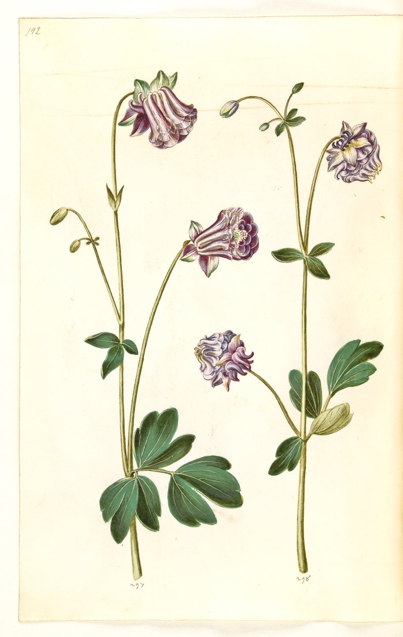 Aquilegia vulgaris (gewone akelei) door Hans Simon Holtzbecker