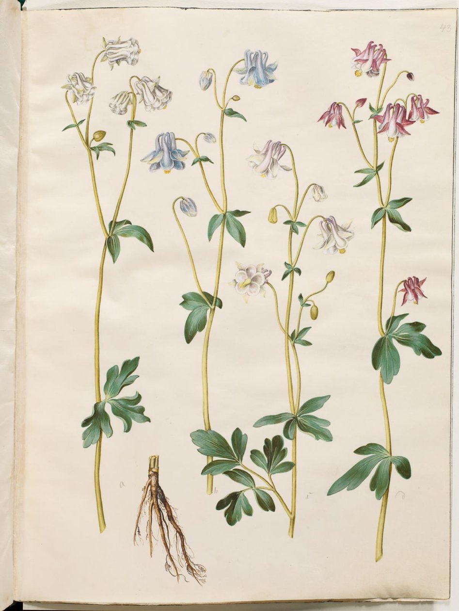 Aquilegia vulgaris (gewone akelei) door Hans Simon Holtzbecker