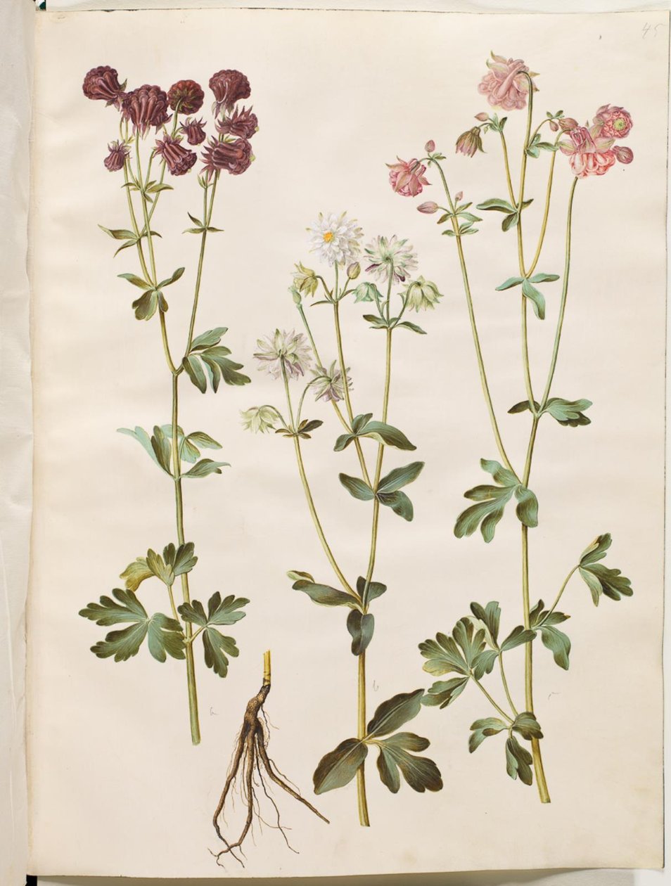 Aquilegia vulgaris (gewone akelei) door Hans Simon Holtzbecker