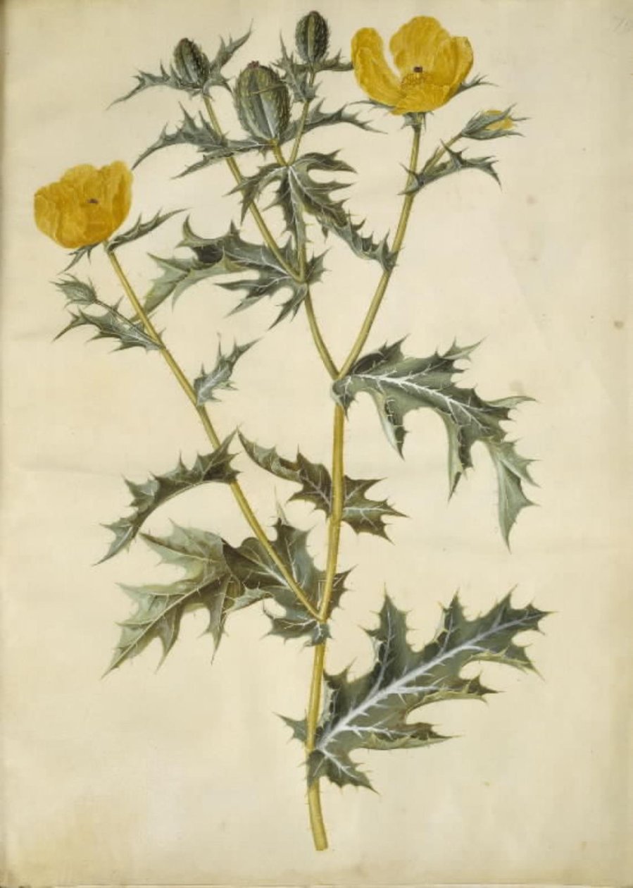 Argemone mexicana (Mexicaanse papaver) door Hans Simon Holtzbecker