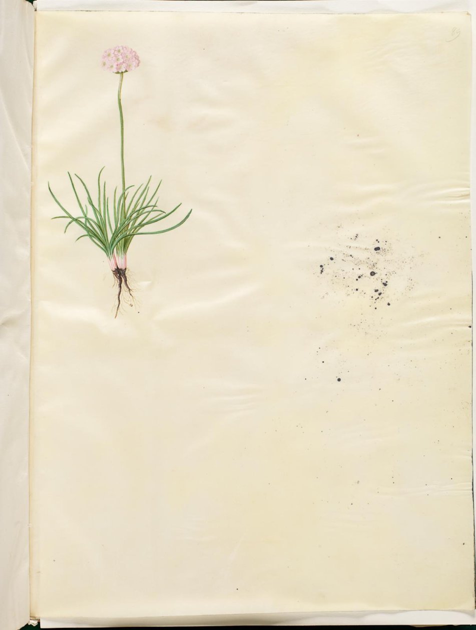Armeria maritima (Gewoon Engels Gras) door Hans Simon Holtzbecker