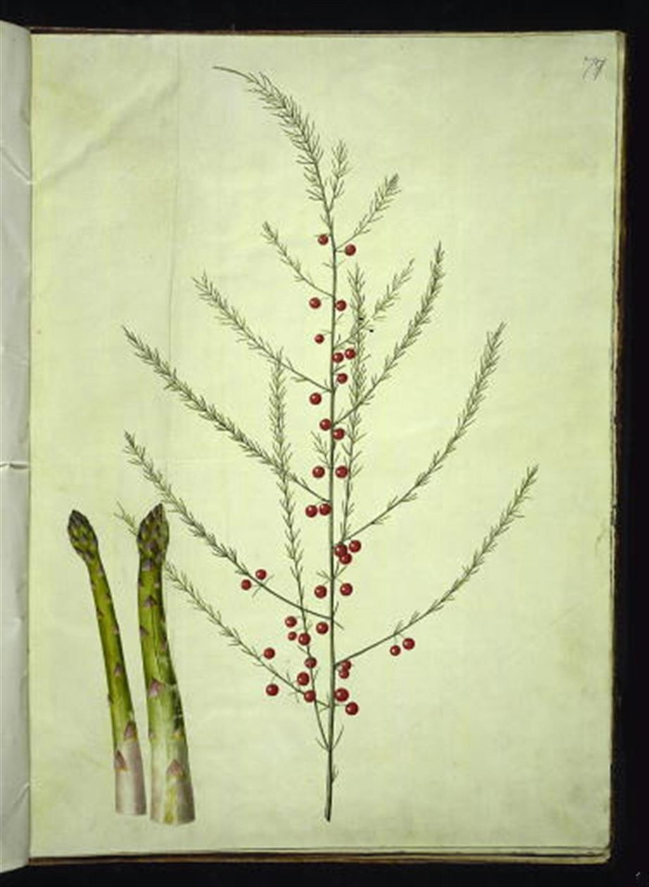 Asparagus officinalis (gewone asperge) door Hans Simon Holtzbecker