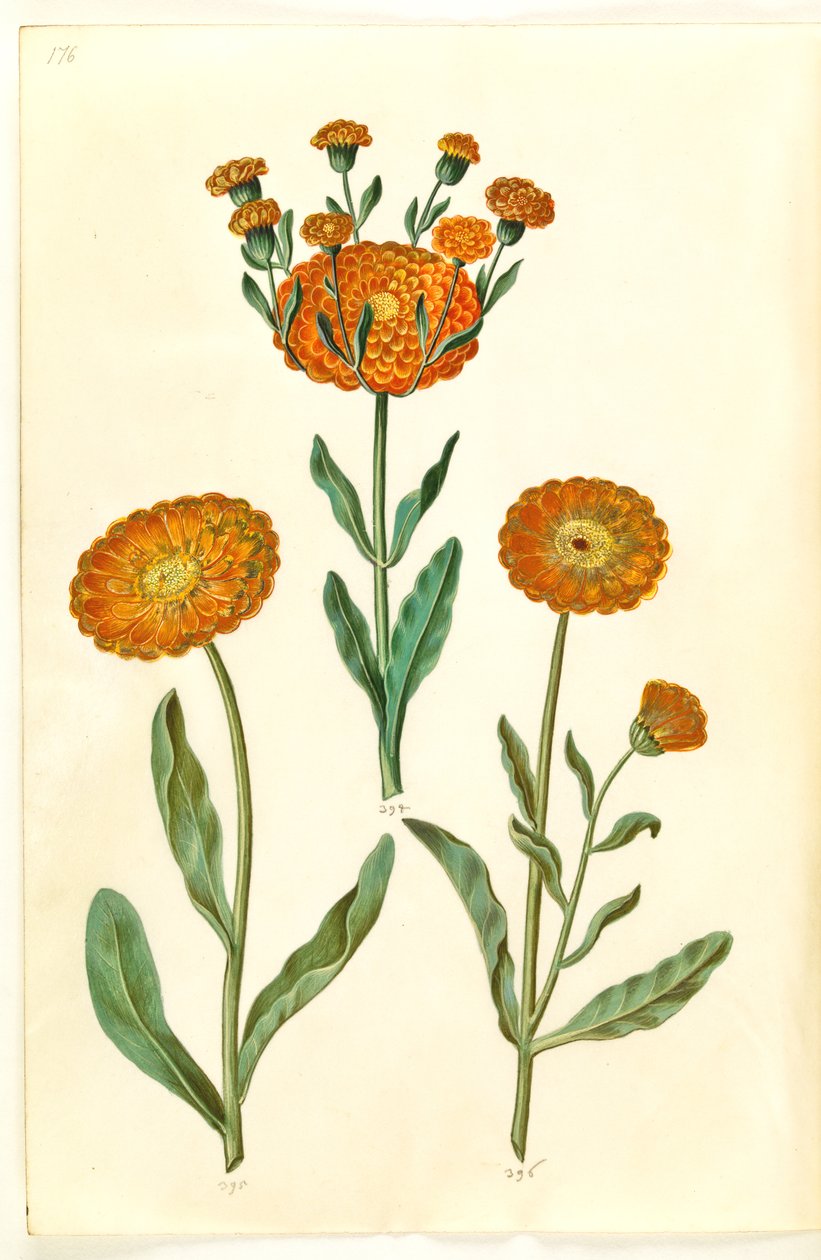 Calendula officinalis (tuin-goudsbloem) door Hans Simon Holtzbecker