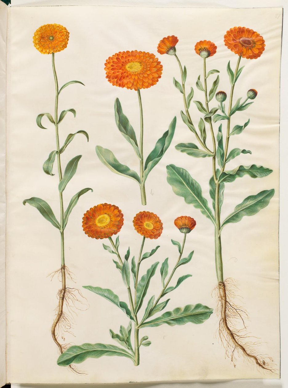 Calendula officinalis (tuin-goudsbloem) door Hans Simon Holtzbecker