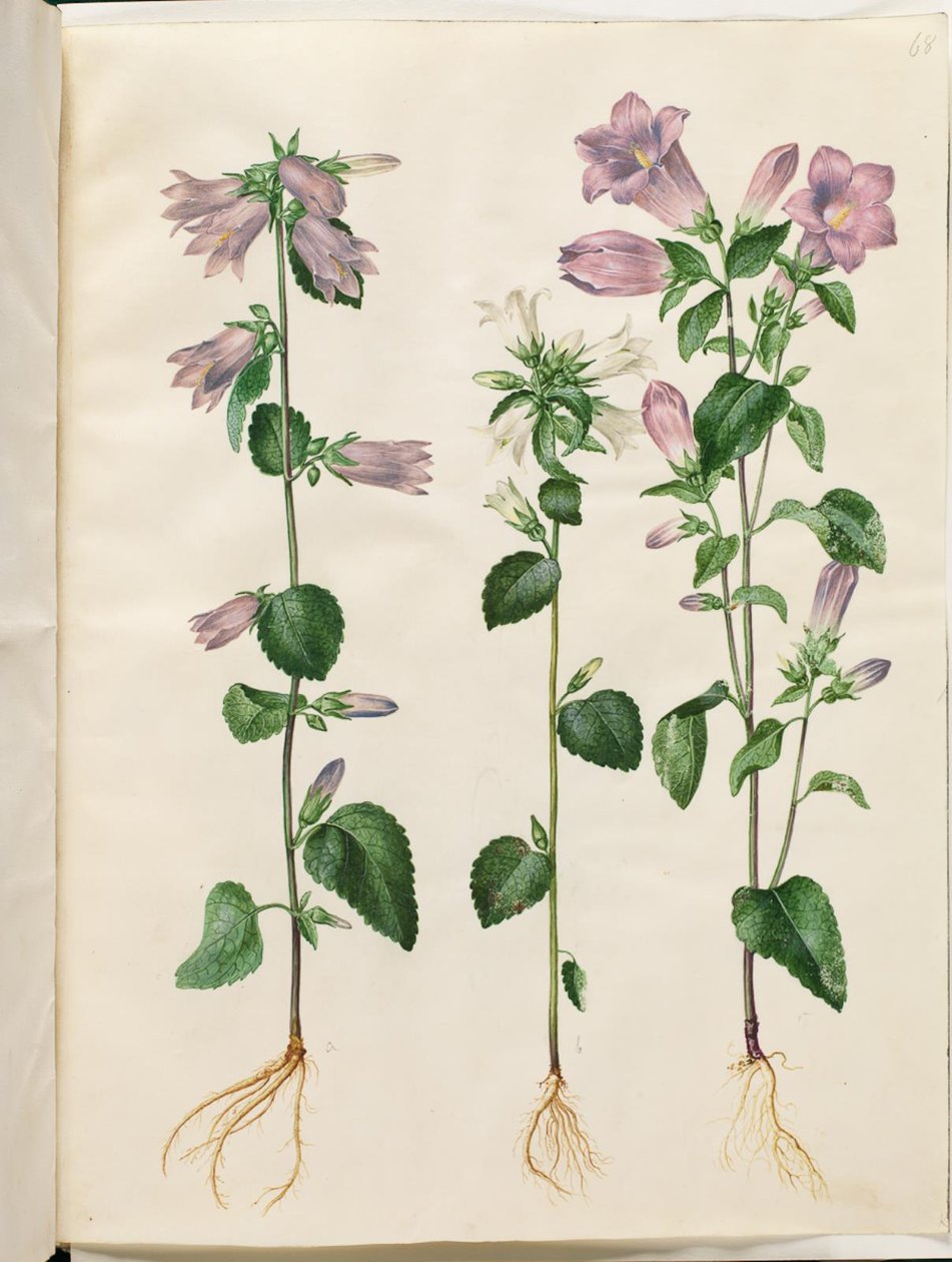 Campanula trachelium (brandnetel-klokje); Campanula medium (mariaklokje) door Hans Simon Holtzbecker