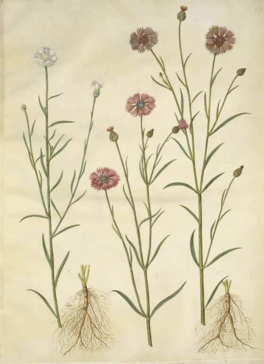 Centaurea cyanus (korenbloem) door Hans Simon Holtzbecker