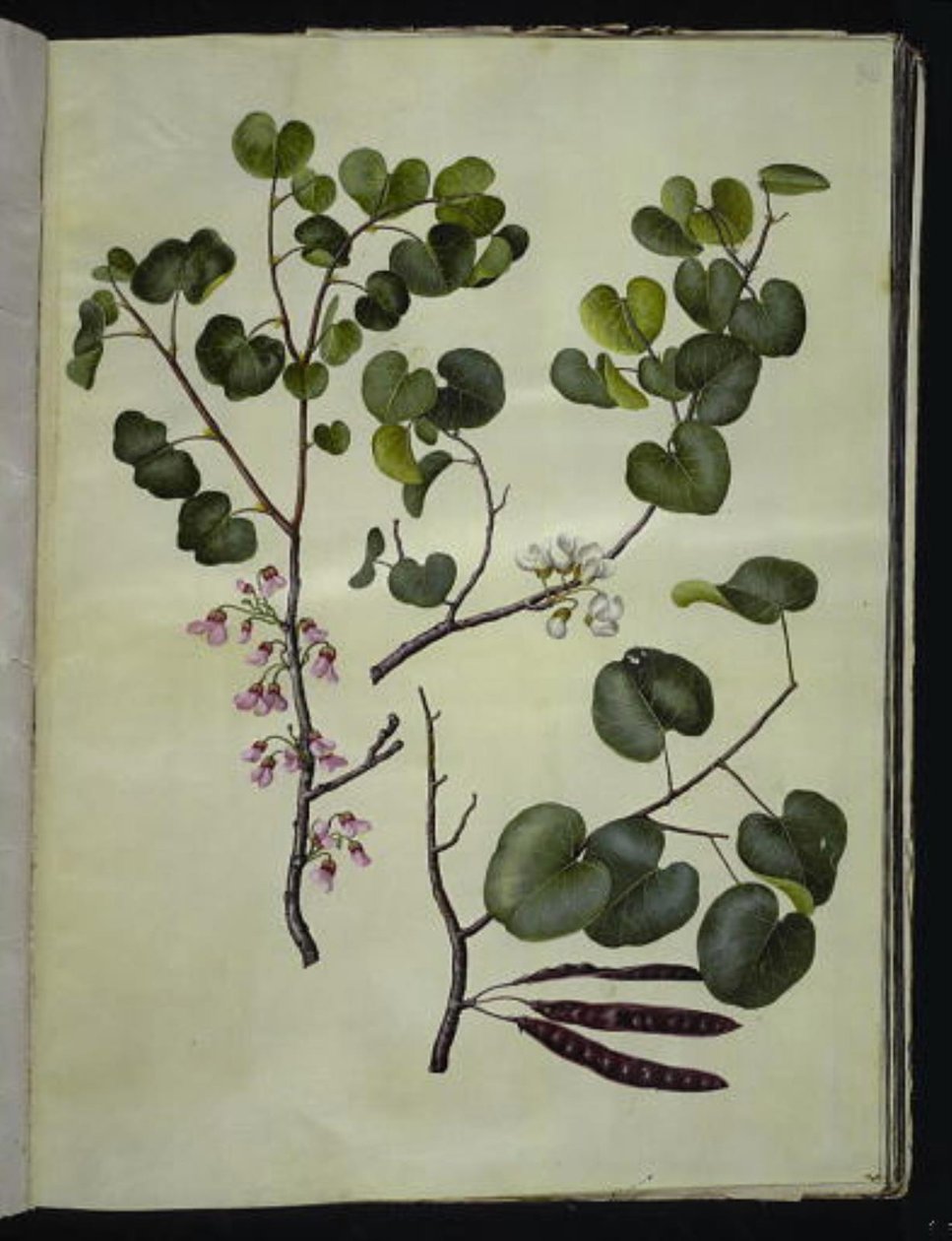 Cercis siliquastrum (gewone judasboom) door Hans Simon Holtzbecker