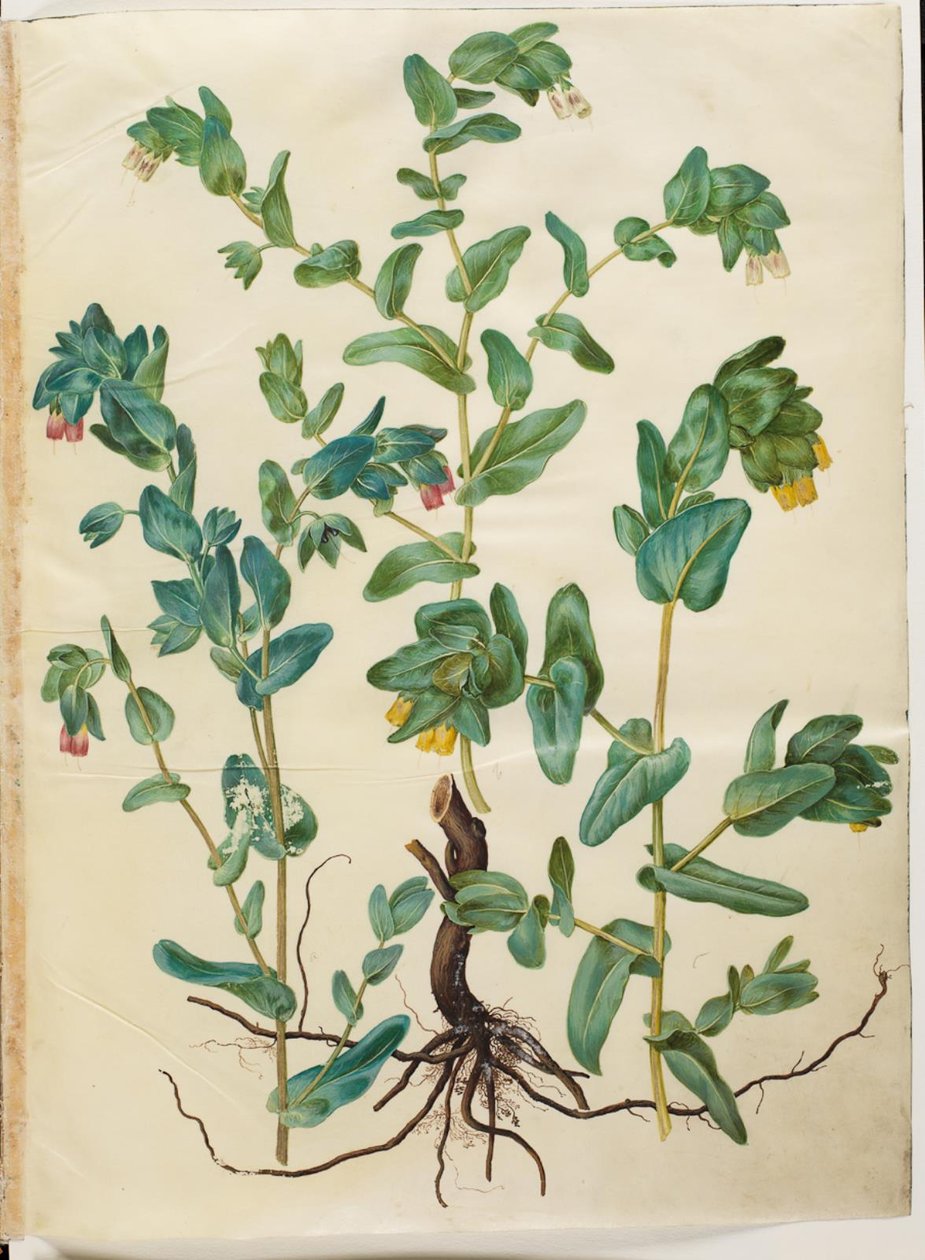 Cerinthe major (grote wasbloem) door Hans Simon Holtzbecker