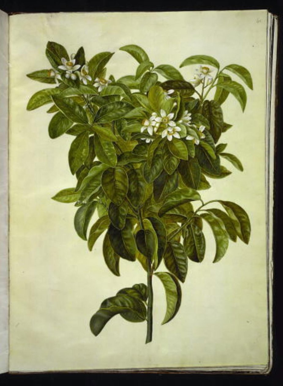 Citrus limon (gewone citroen) door Hans Simon Holtzbecker