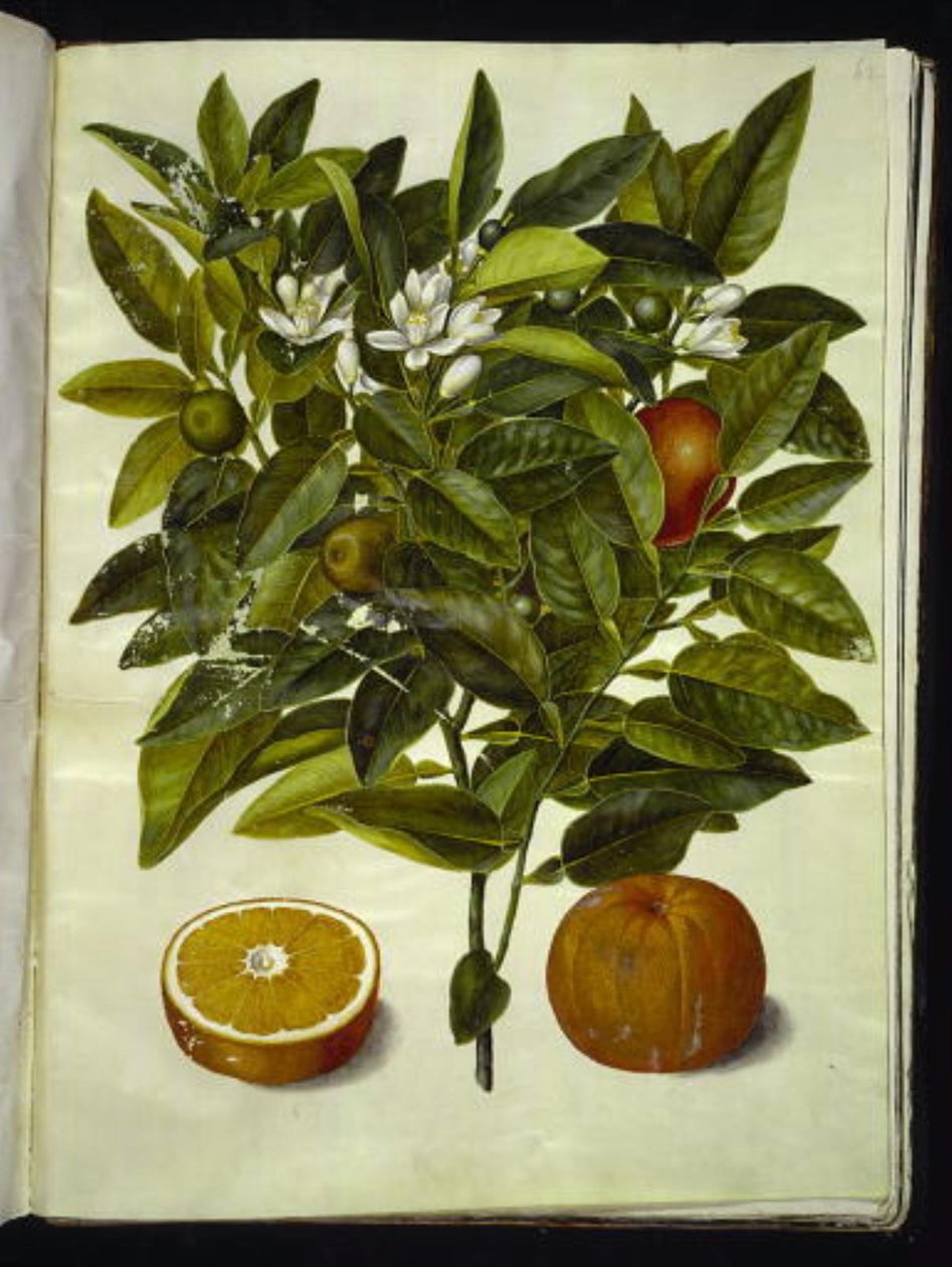 Citrus sinensis (sinaasappel) door Hans Simon Holtzbecker