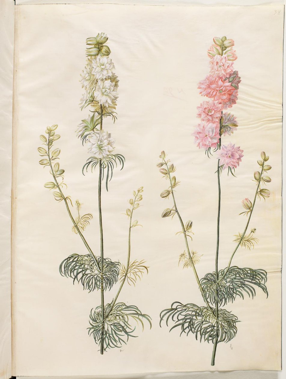 Consolida ajacis (tuinridderspoor) door Hans Simon Holtzbecker